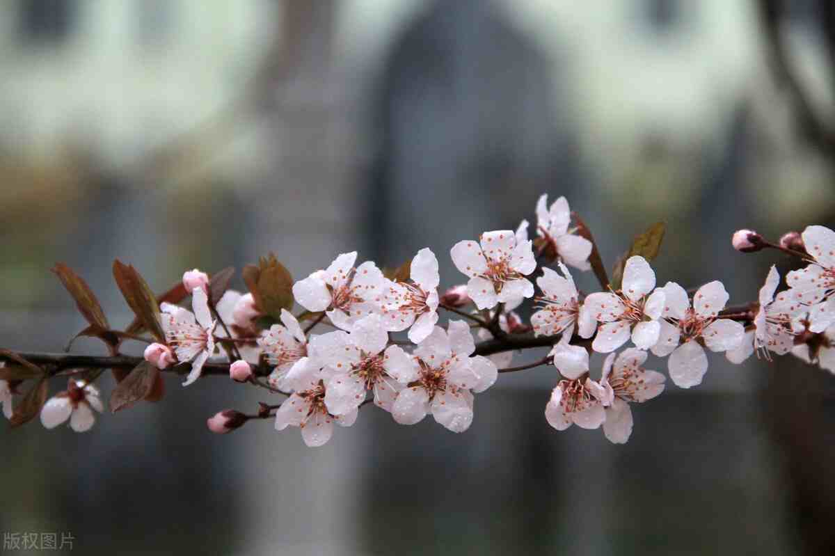 梨花是什么季节开的你需要知道